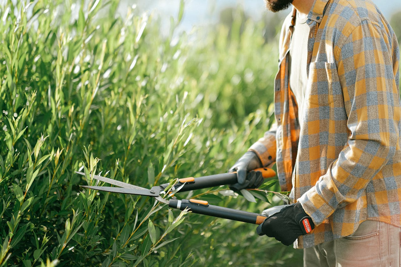 our-story Close-up of a gardener in plaid shirt trimming green bushes with shears outdoors on a sunny day.